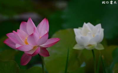照片：「假日農夫」BLOG