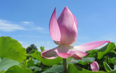 照片：「阿瓜」BLOG