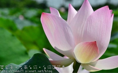照片：「菜市子」BLOG