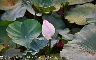 照片：「菜市子」BLOG