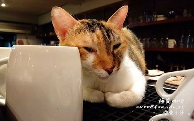 照片：「愛小莎」BLOG