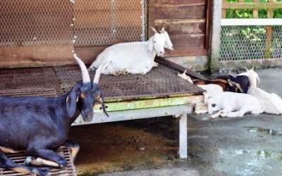 照片：「鄧涵榛」BLOG