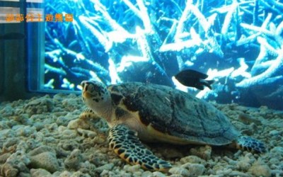 照片：「小莎」BLOG