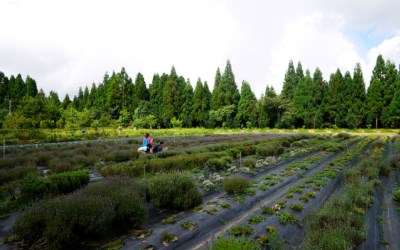 照片：「bluehawaii」BLOG