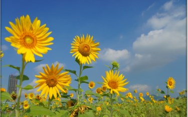 照片：「蘇菲」BLOG