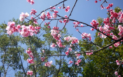 照片：「妮可」BLOG