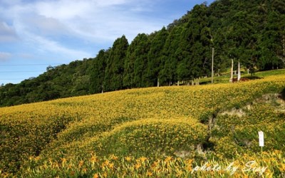 照片：「西西」BLOG