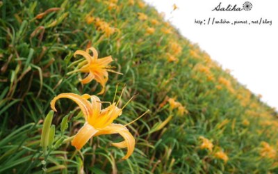 照片：「莎莉哈小姐」BLOG