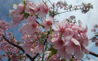 照片：「ann」BLOG