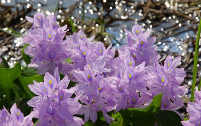 照片：「妮可」BLOG