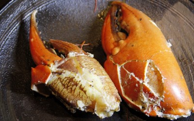 照片：「加小菲」BLOG