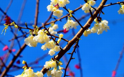 照片：「ａｉｋｏ」BLOG