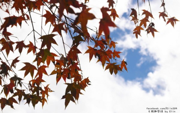 照片：「Elin*一粒」BLOG