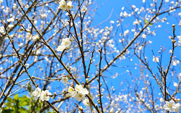 照片：「阿婷」BLOG