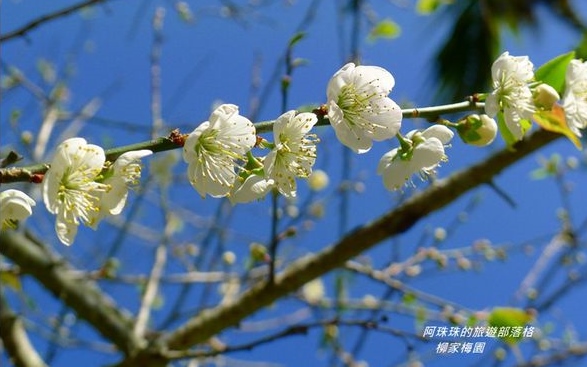 照片：「阿珠珠」BLOG