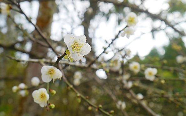 照片：「關關」BLOG