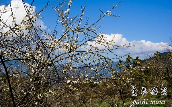 照片：「moni」BLOG