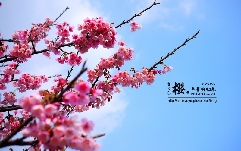 照片：「yoyo」BLOG