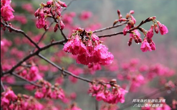 照片：「阿珠珠」BLOG