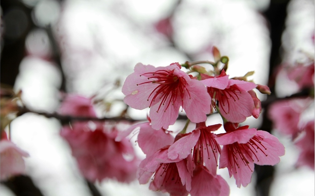 照片：「規小孫」BLOG