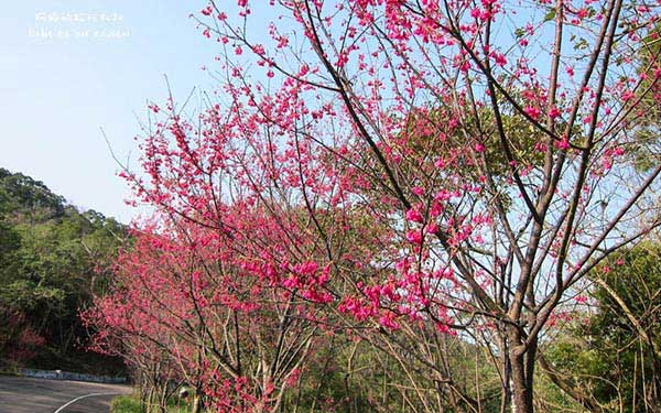 照片：「阿婷」BLOG
