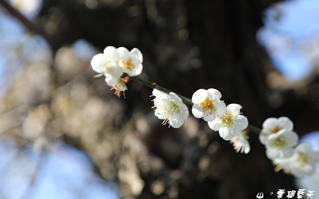 照片：「Carol」BLOG