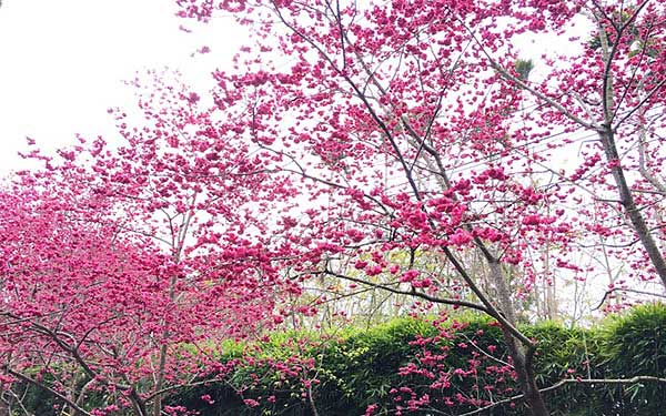 照片：「藍貞貞」BLOG