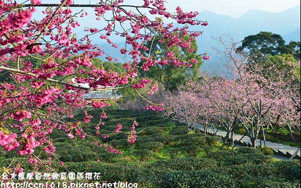 照片：「假日農夫」BLOG