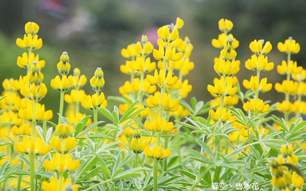 照片：「penny」BLOG