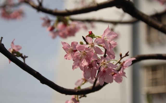 照片：「棋子」BLOG