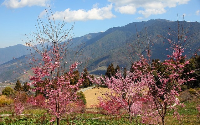 照片：「妮可」BLOG