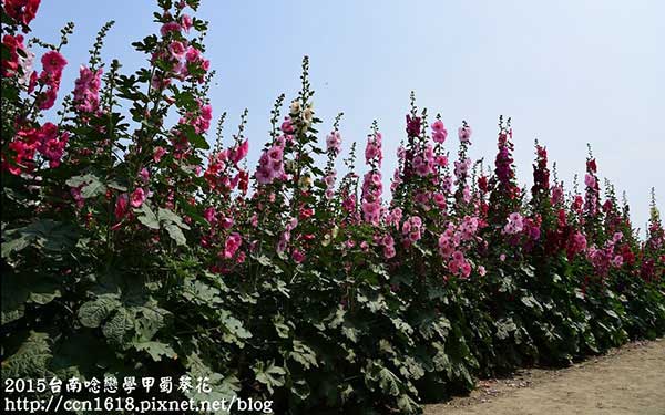 照片：「假日農夫」BLOG