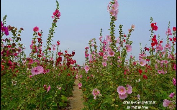 照片：「阿珠珠」BLOG