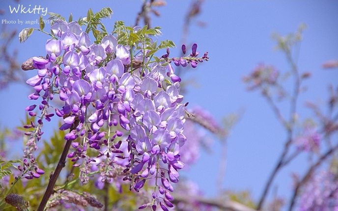 照片：「小環」BLOG
