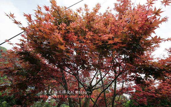 照片：「小芝」BLOG