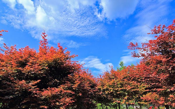 照片：「小風」BLOG