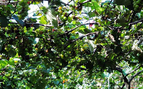 照片：「一哥的玩遍全台灣」BLOG