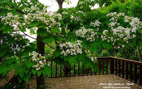 照片：「annielin」BLOG