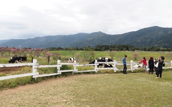 照片：「捲捲頭」BLOG