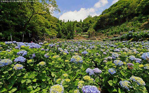 照片：「小芝」BLOG