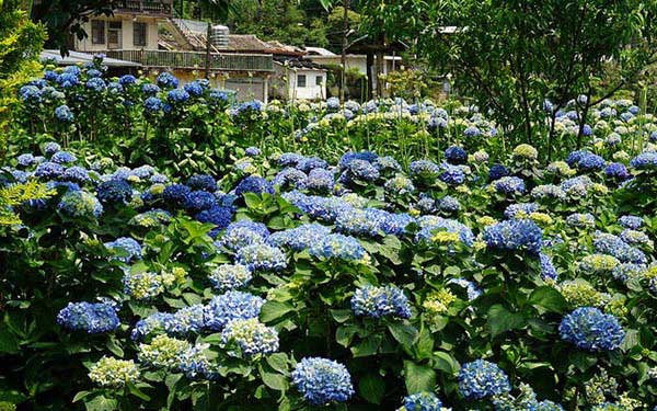 照片：「妮可」BLOG