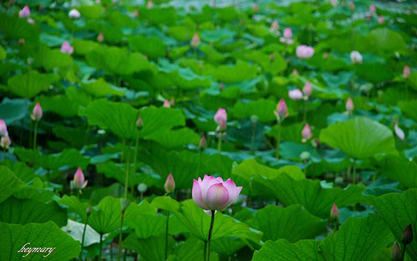 照片：「熊本一家」BLOG