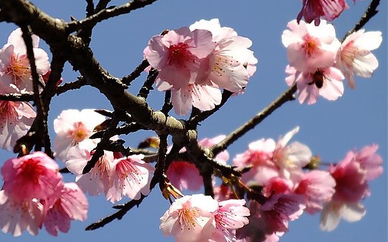 照片：「假日農夫」BLOG
