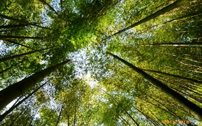 照片：「肥肥豬之旅」BLOG
