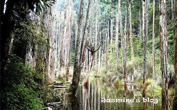 照片：「Jasmine綺綺」BLOG