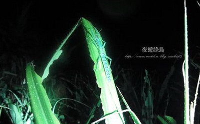 照片：「妮可」BLOG