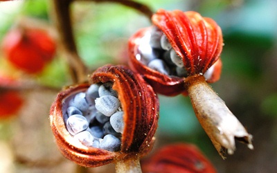 照片：「bluehawaii」BLOG