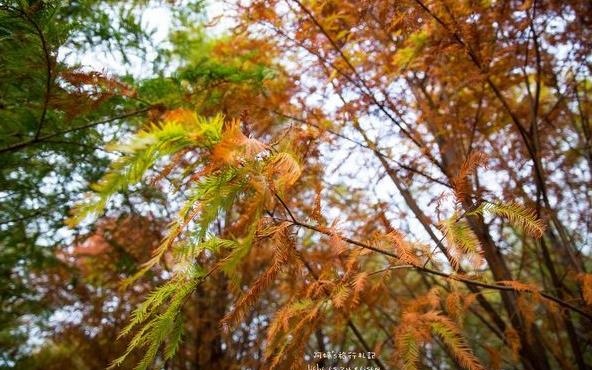 照片：「阿婷」BLOG