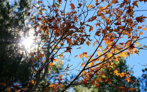 照片：「小玉兒」BLOG