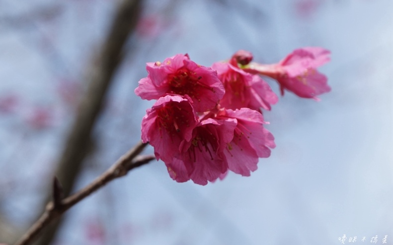 照片：「嘎眯」BLOG